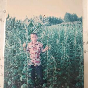 农民小哥傻冒才头像