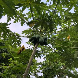 花开头像