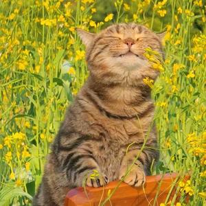 向阳而生，逐光而行头像