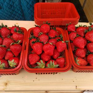 宇馨农场草莓采摘园头像