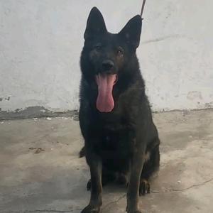 我家东德叫坦克头像