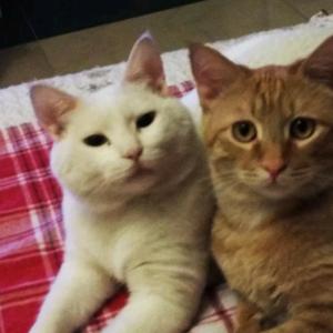 枫叶大姐流浪猫之家头像