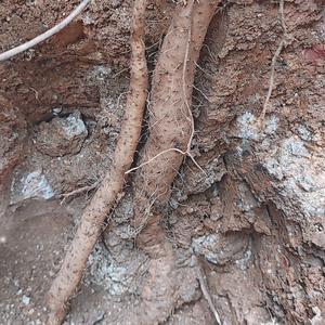 户外挖山货头像