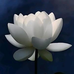 一花一世界头像