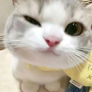 一只小猫的私密圈的头像咪思-粉丝零距离互动的优质平台咪思
