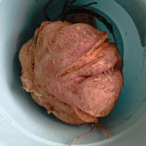 奥沙利黄毛头像