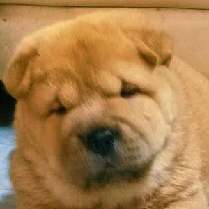 惠东吉隆五黑松狮犬舍头像