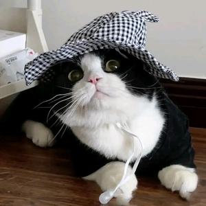 小浩聊养猫头像