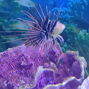 㞮孞（chuxin）头像