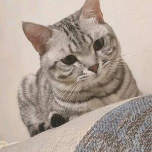 四囍团子(绘画书法小白记录)头像