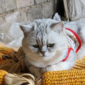 肥波是只猫头像