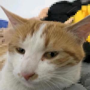 晓猫劳弟 等2.0万人头像