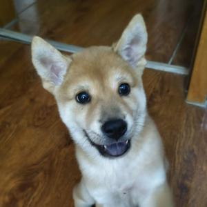 @大傻炮🐶头像