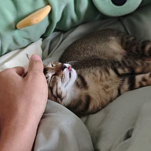 三三大肥猫（鸡翅包饭版）头像