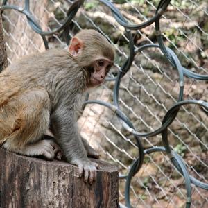 扁桃体发言头像