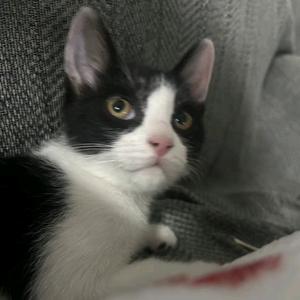 闰土是只猫头像