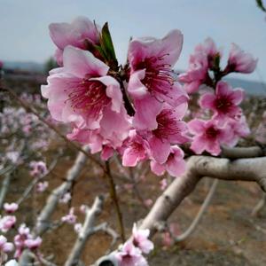 70852178798单身哥头像