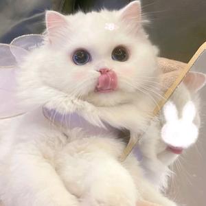 花间一壶酒呀头像