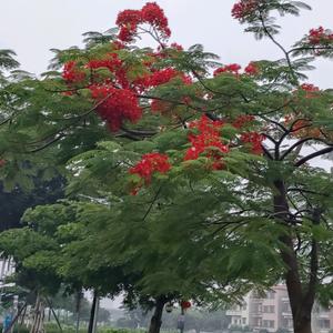 蒲公英之恋头像