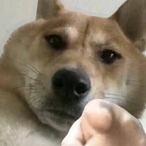 确实不会style的汪鸽头像