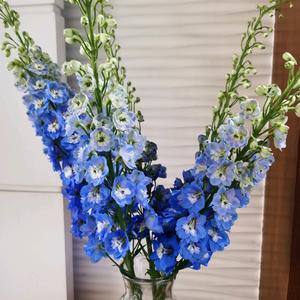 🌈🌈邓邓灯灯🌈🌈头像