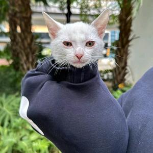 喵百万的生活头像