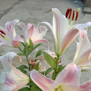 凤凰的英姿头像