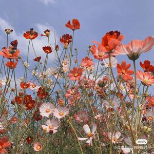 草莓🍓味的🎃头像