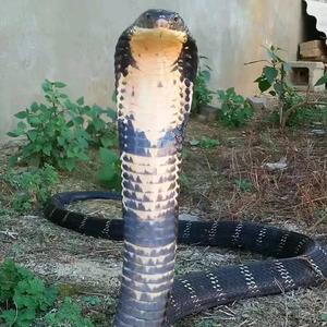 轰炸叼毛机头像