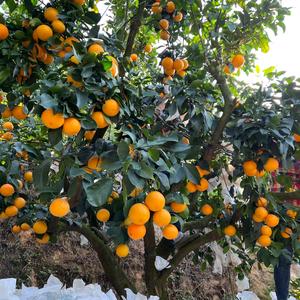 林班长(阿兵哥)头像