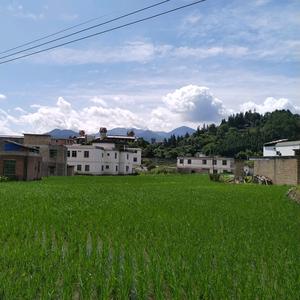 小灰灰，不黑头像