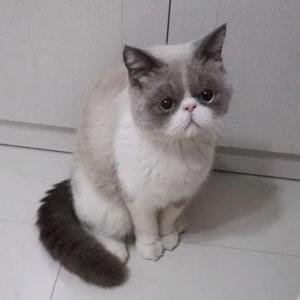 萌宠宠物用品供应链头像