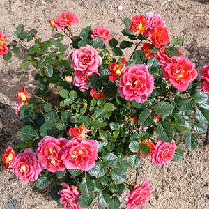 汤汤爱花花头像