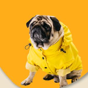 巴哥犬百科头像
