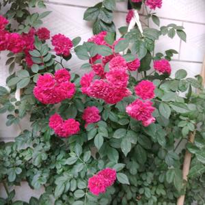 用户19292928头像