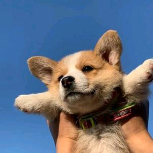 是大胖呀🌸头像