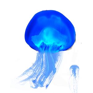 蓝色水母xx头像