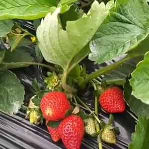 dyvdalke0xmq满天星头像