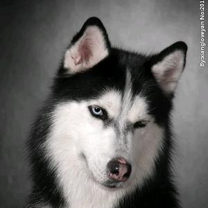 心若在，梦就在头像