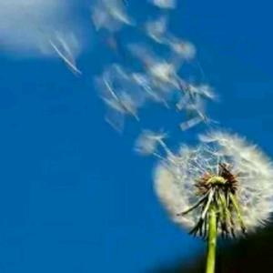 月圆是画，月缺是诗。头像