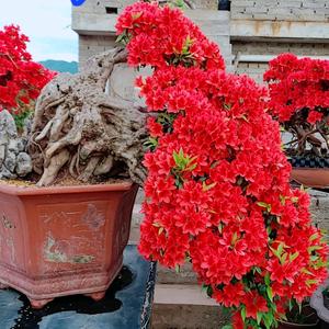 宿命，百景园头像