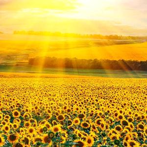 ☀般若雨森🐳头像