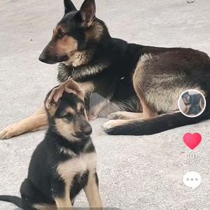 昆明黑一背犬头像