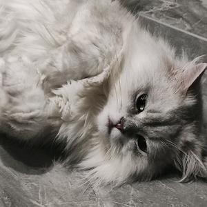 佛山上门回收黄金头像