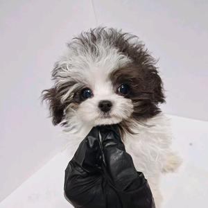 台州茶杯体泰迪家庭繁殖头像