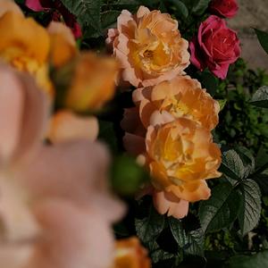 不知道取什么名字但是先这样吧头像