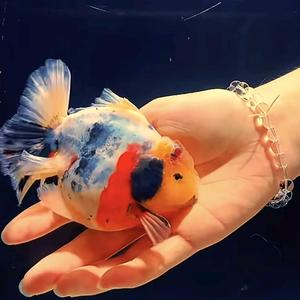 众品国际化头像