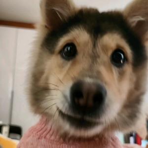 鸭梨喝了山竹味的豆汁头像