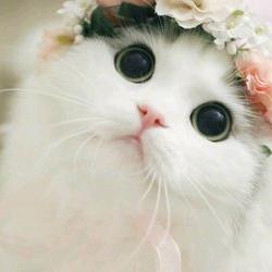 可乐乐个可头像