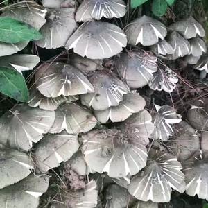 放飞心情，凉晨旧梦，心存侥幸，一诺倾情。头像